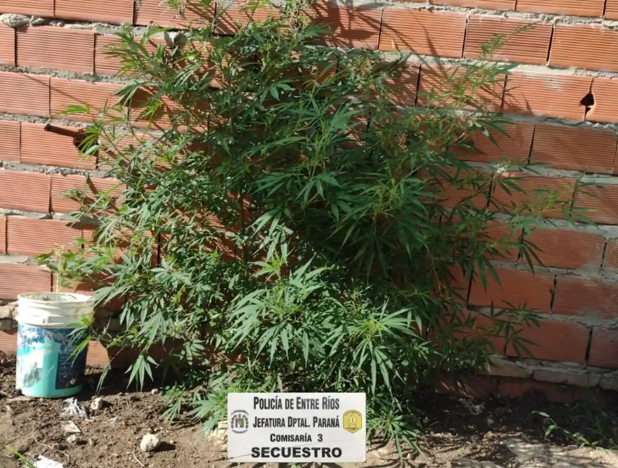 Entregó a la policía las plantas de marihuana que su expareja le dejó
