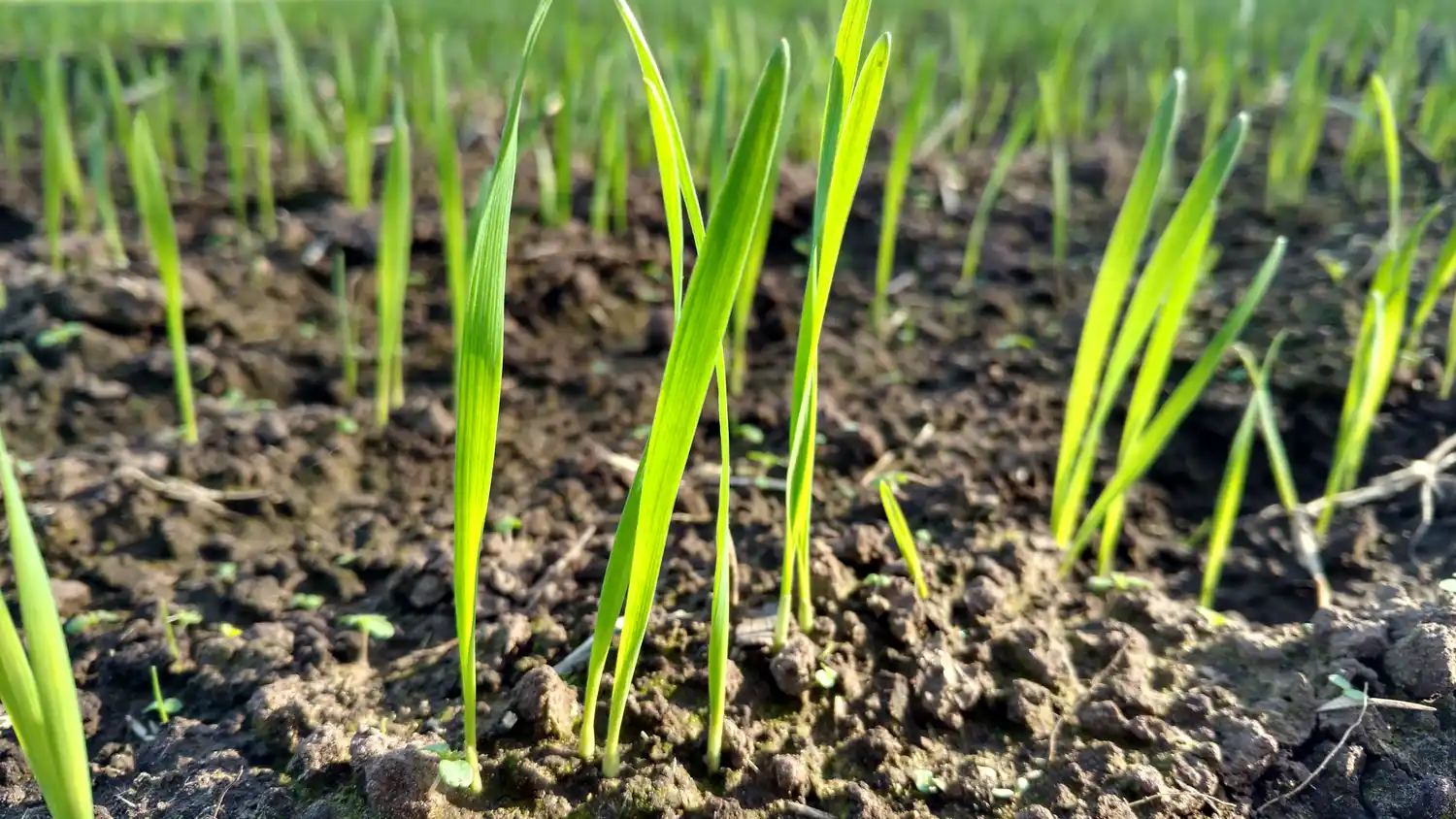 Jornada técnica de cultivos de invierno en Victoria