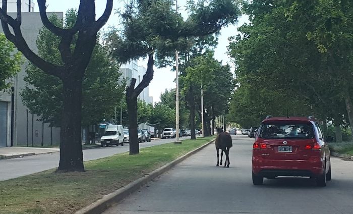 Caballo suelto en Sarmiento y Laprida