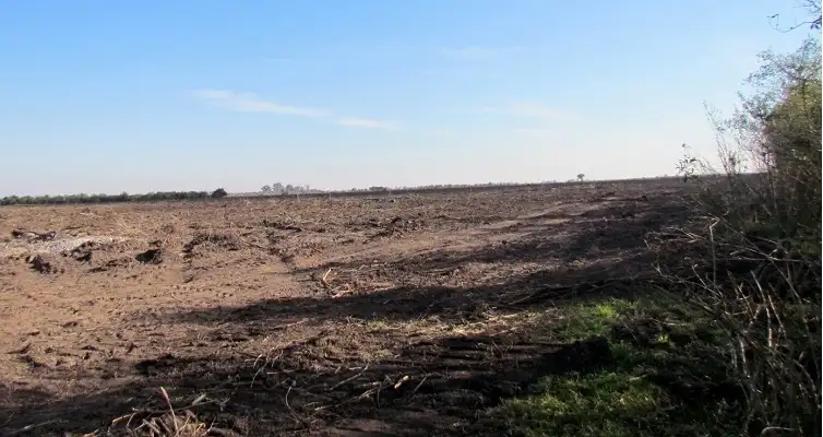 Gualeguaychú: Denunciaron desmonte de más de 100 hectáreas 