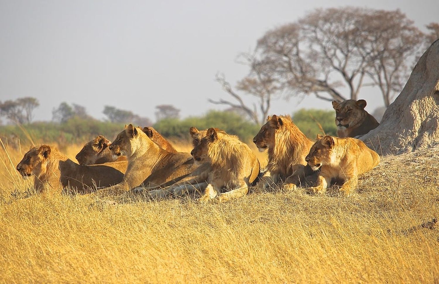 Guía de un parque safari en Sudáfrica fue devorado por leones