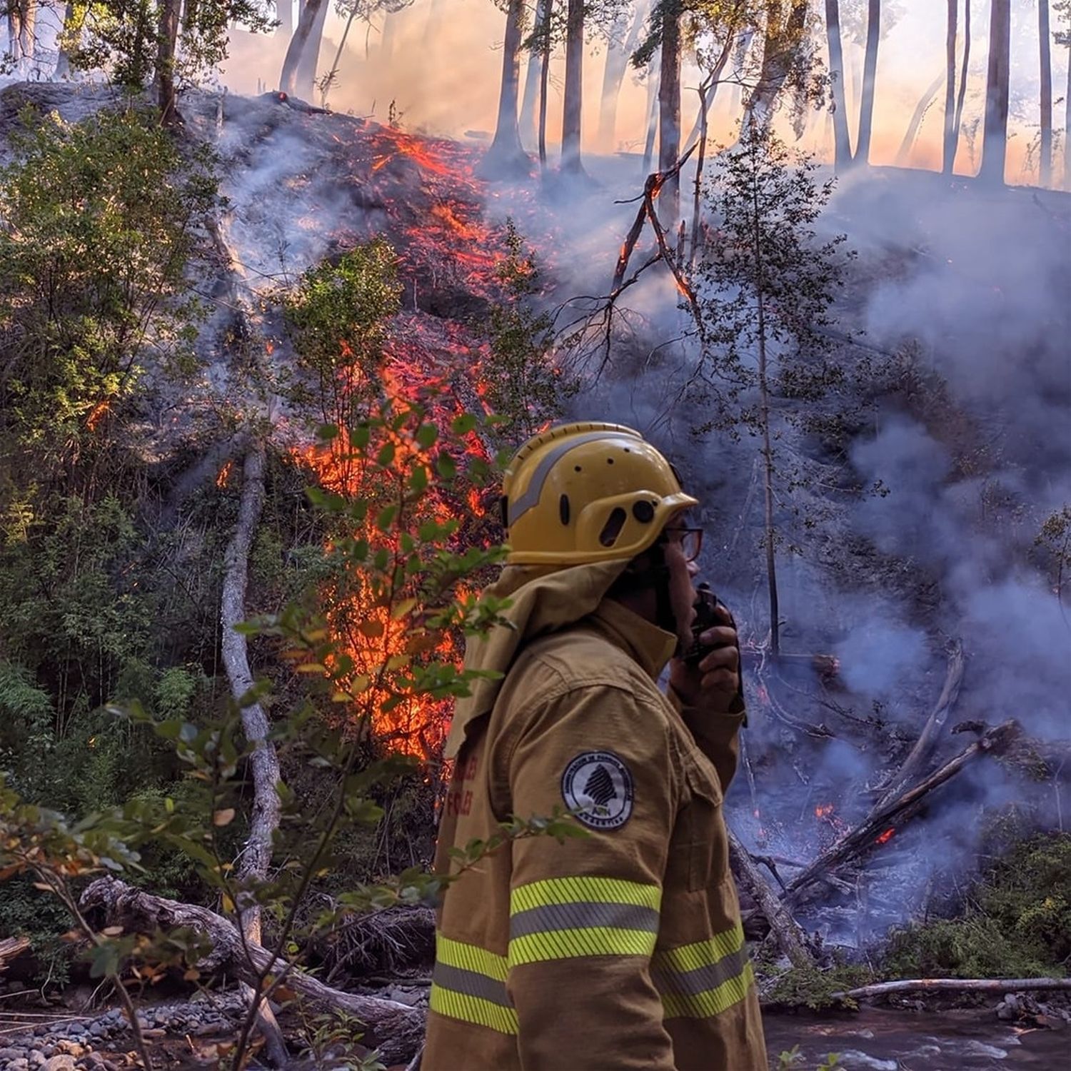 Chubut le pidió colaboración al FBI para investigar los incendios en el parque nacional Los Alerces