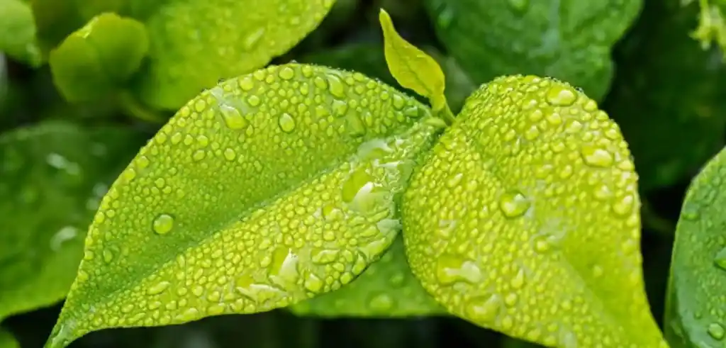 5 de Junio: Día Mundial del Ambiente