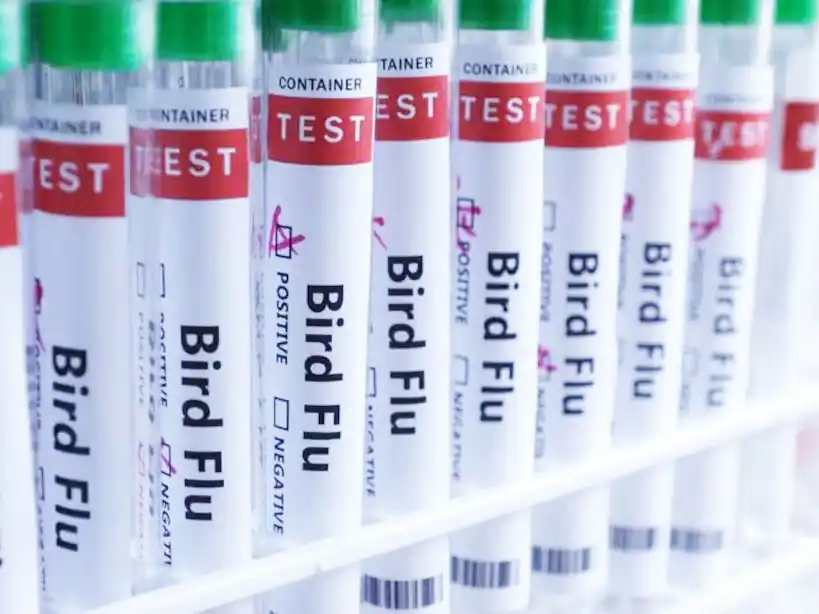 La Argentina refuerza controles por gripe aviar tras un brote en Brasil