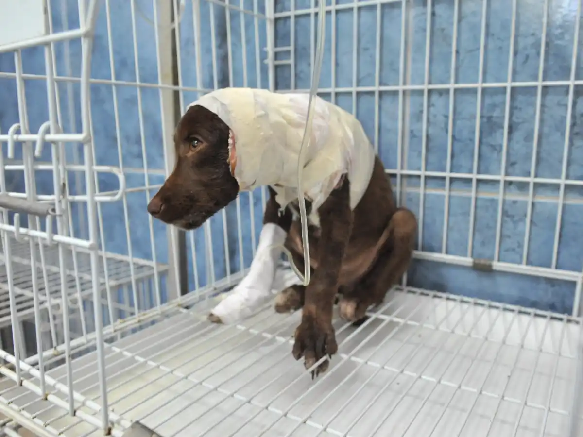 Justicia por Chocolate: que dicen las leyes nacionales sobre el maltrato animal   