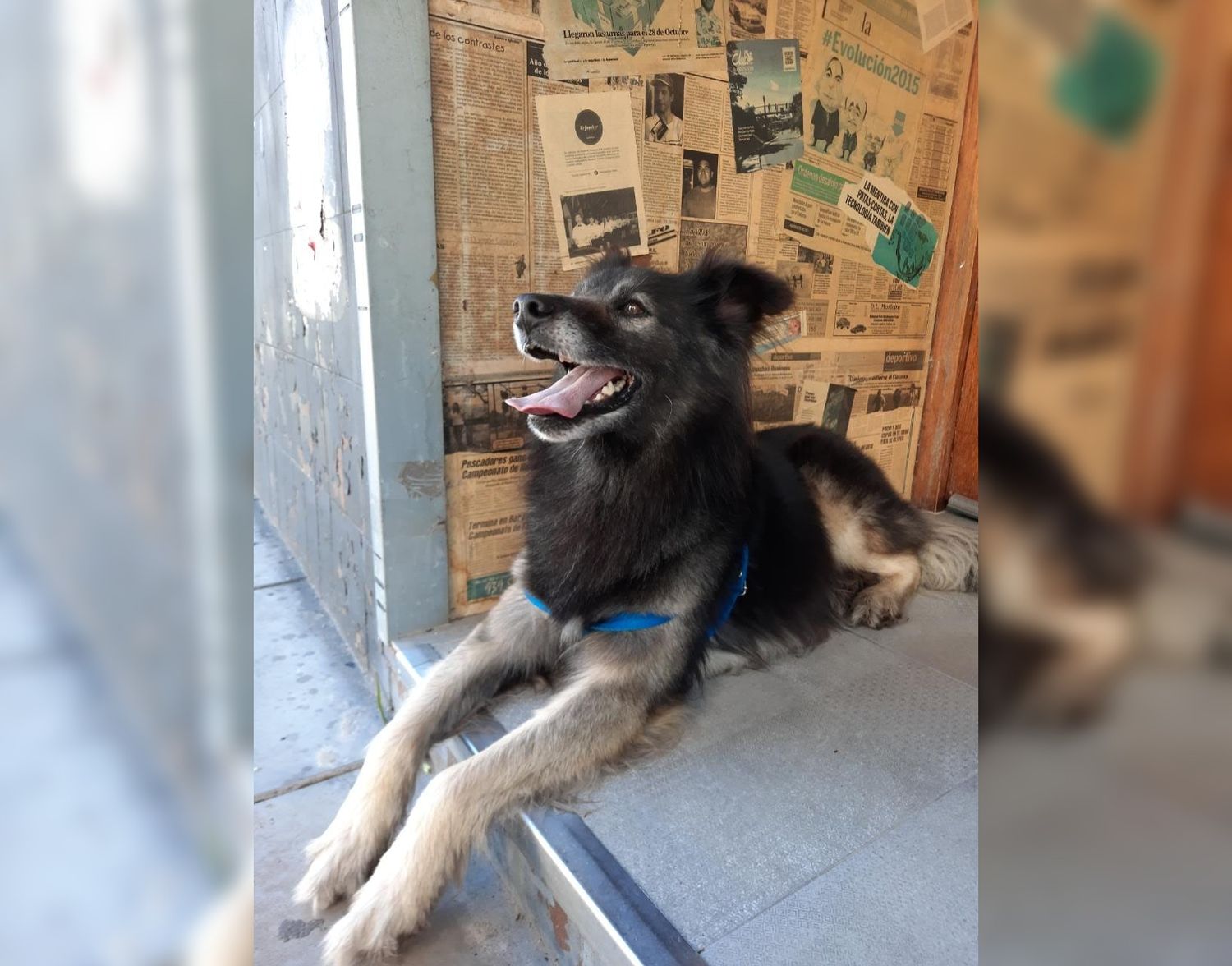 Encontraron este perro