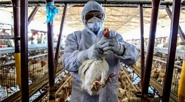 El país se autodeclaró libre de la influenza aviar altamente patógena ante la OMSA.