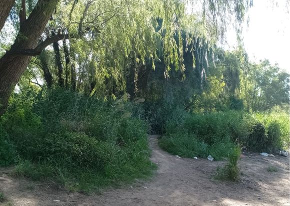 Paseo Público: "Faltaría que corten el pasto"