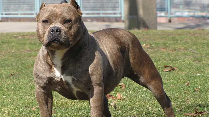 Entre Ríos: Un pitbull atacó a un niño y le provocó serias lesiones
