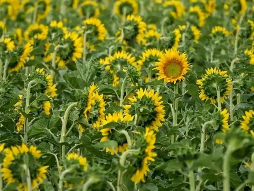 El auge del girasol contrasta con la caída histórica de los precios de la harina de soja.