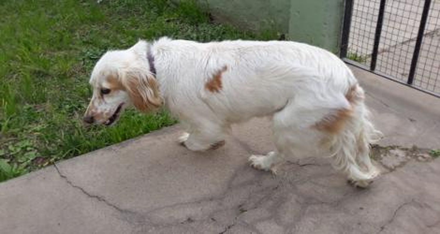 Perro encontrado