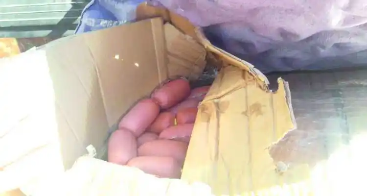 Destruyeron embutidos secuestrados en colectivo de larga distancia