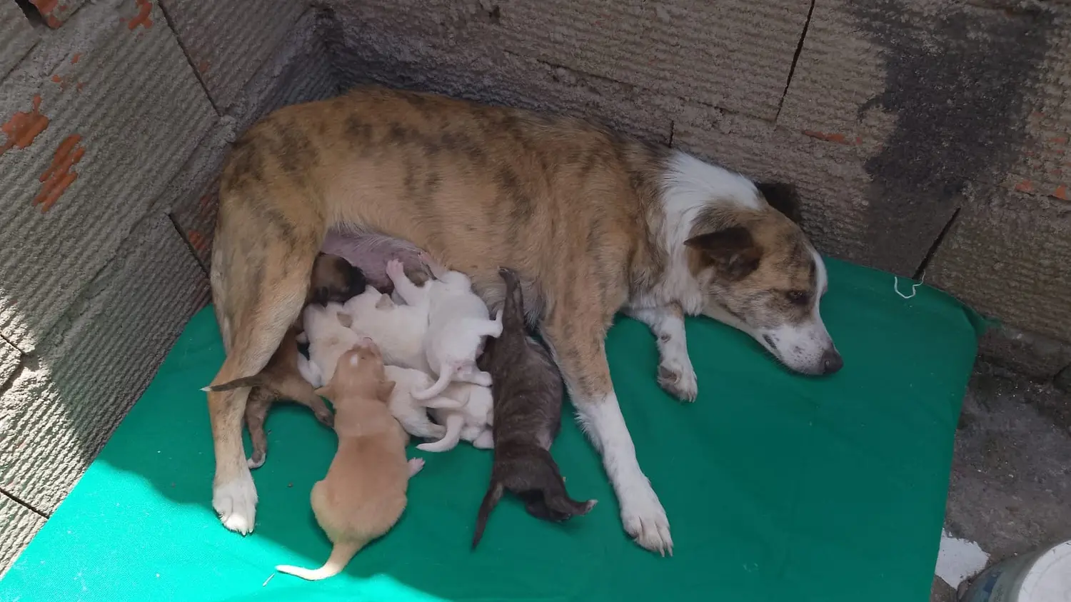 Piden alimentos para perros rescatados de la calle