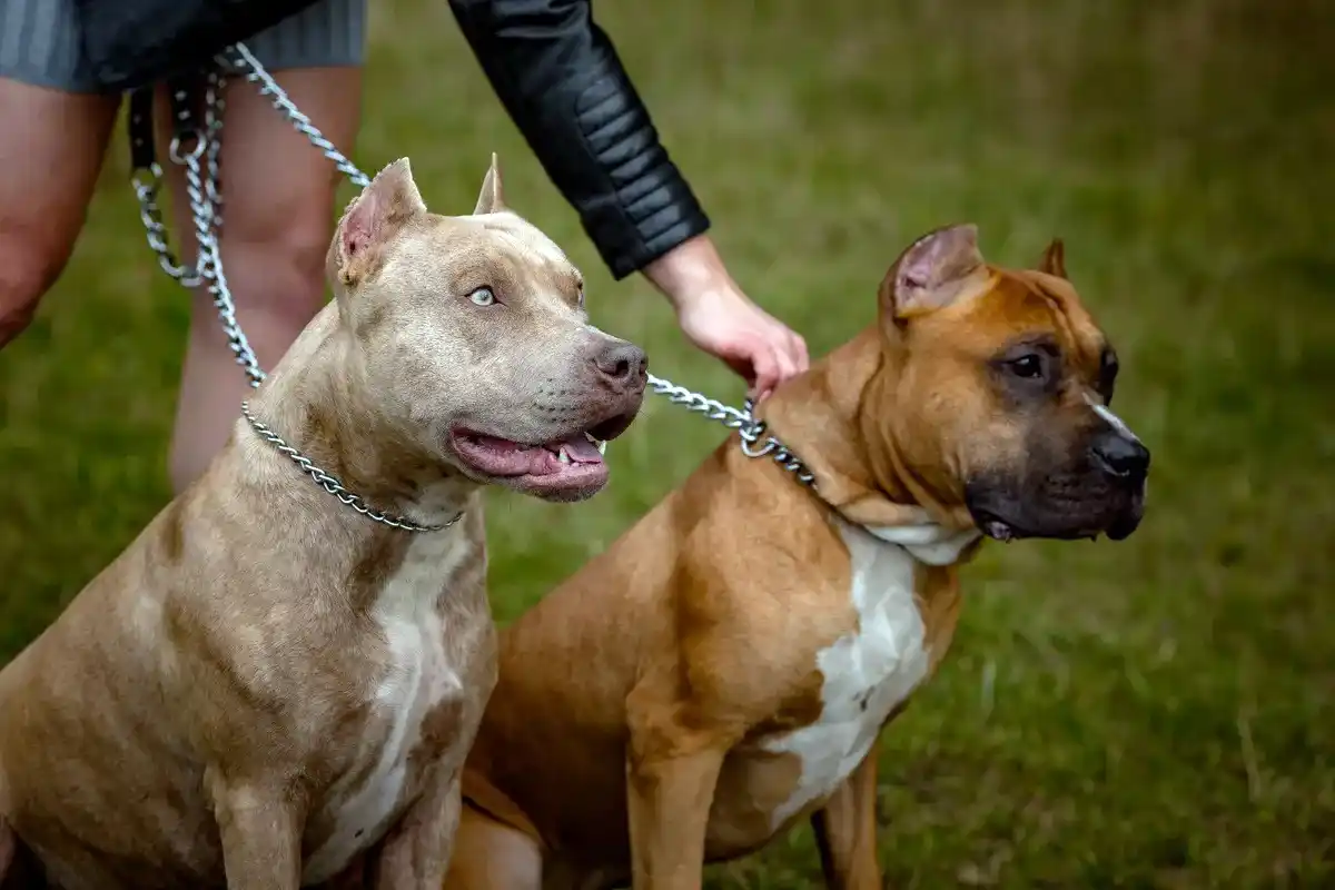 Perros pitbull. La raza que atacó al niño de 2 años que hoy está internado