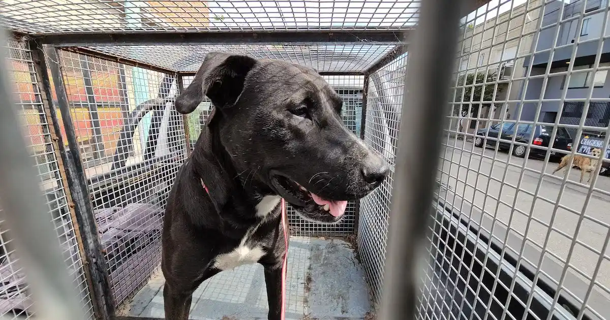 Detuvieron a una mujer por tener sexo con un perro en la vía pública: fue entregada por sus vecinos