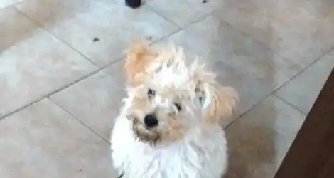Caniche extraviado