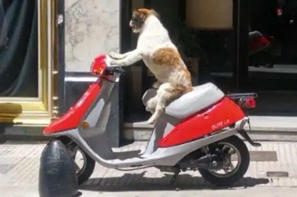 El perro en moto que enloquece a todos en las redes sociales