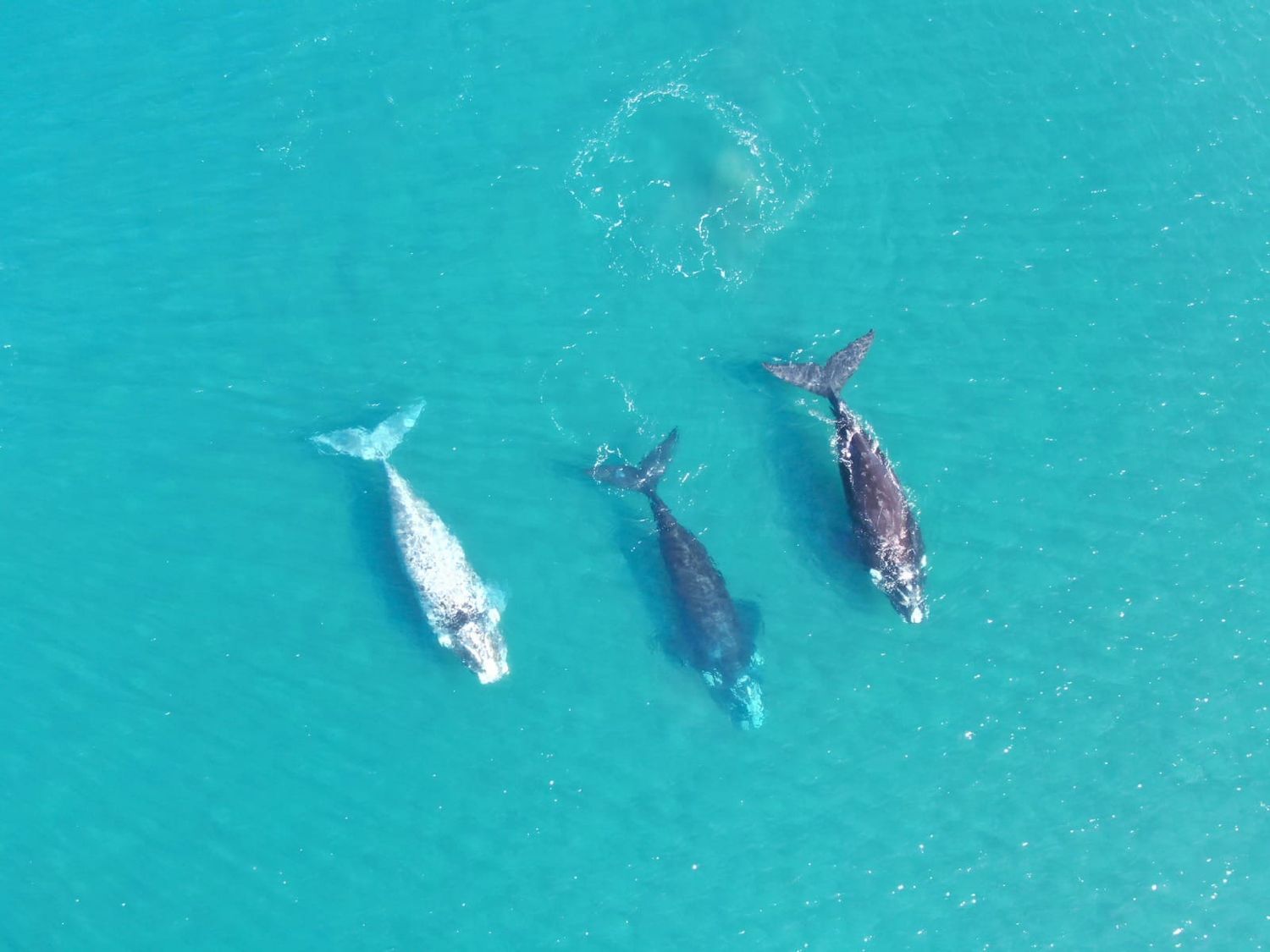 Ballenas Necochea