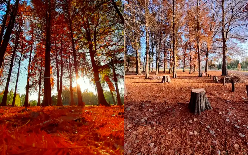 Reclamo por árboles talados en el Paseo Público