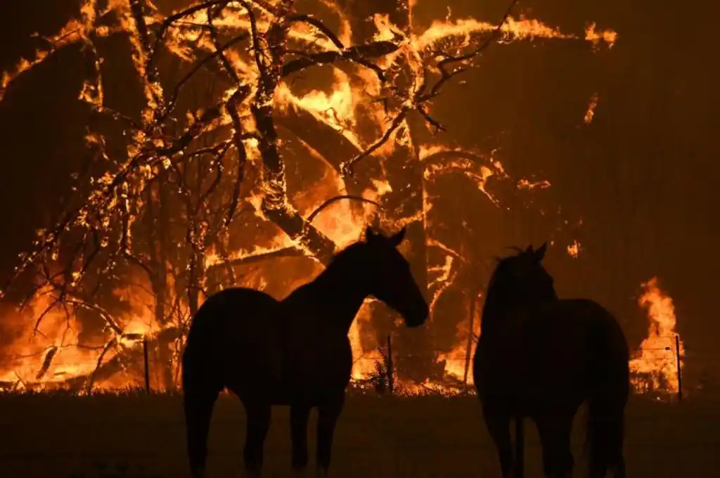 La Plata: ocho caballos murieron calcinados tras quedar atrapados en un incendio