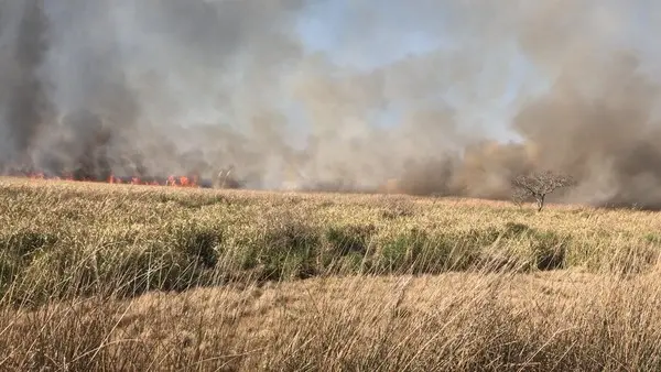 Incendios forestales en el delta de San Fernando: Trabajan en la contención de focos en la zona de islas