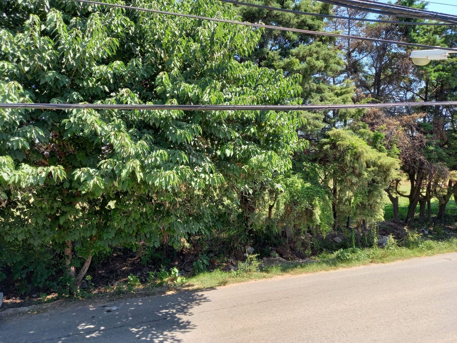 Reclamo: “Los árboles de mora están llegando a tocar los cables de luz”