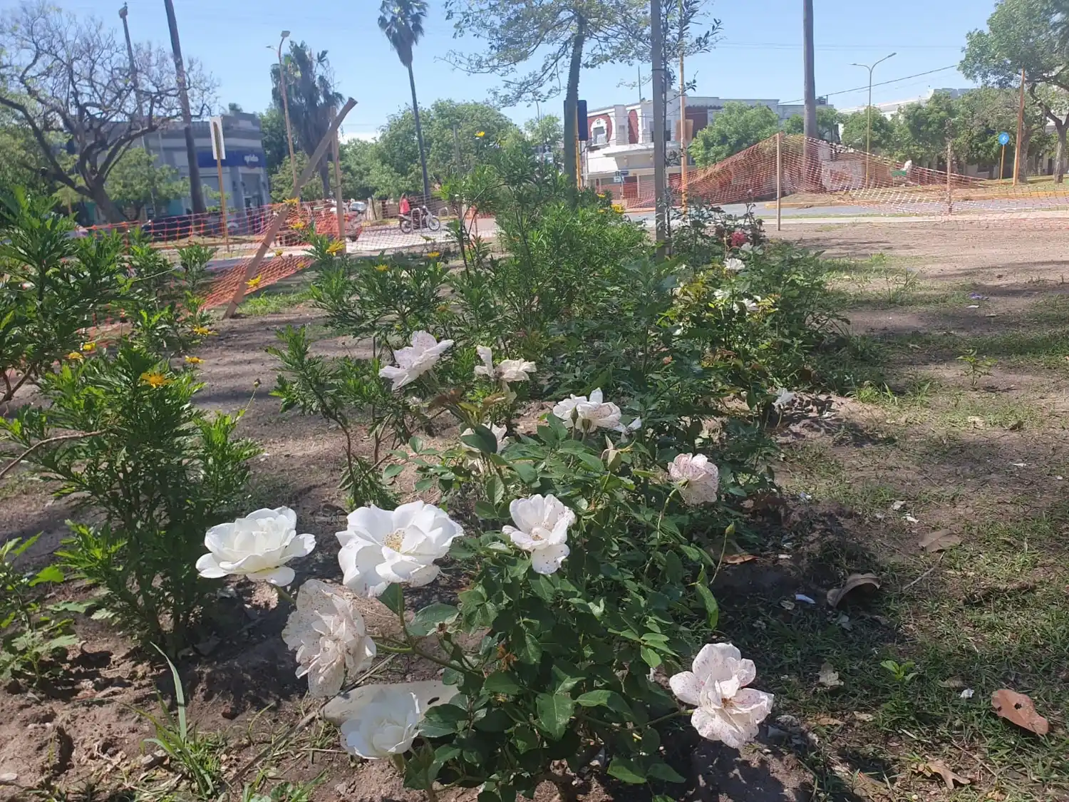 Rosedal de la General Paz: un paseo sensorial que ya comienza a florecer 