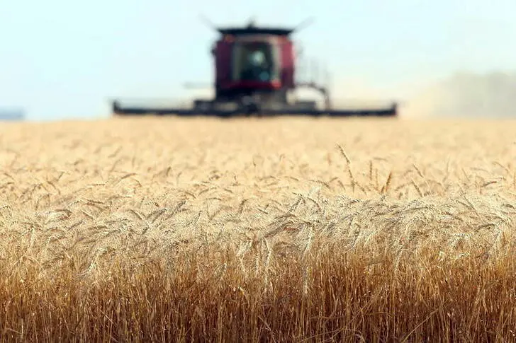 Mercado triguero. Especialista analizarán el escenario político y económico