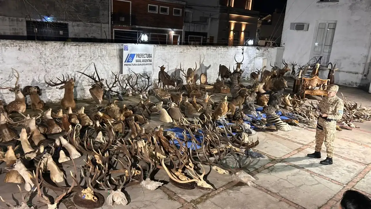 Prefectura secuestró armas, municiones y numerosos trofeos de fauna silvestre en un allanamiento