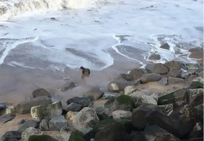 Un lobito en Bahía de los Vientos