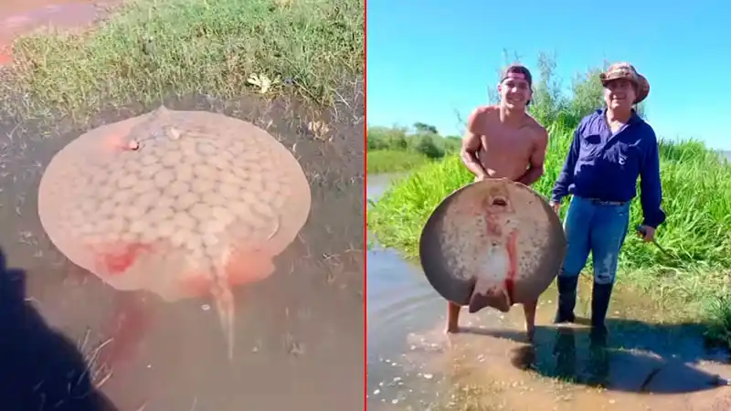 Una familia paranaense pescó una raya de 30 kilos desde la costa de Bajada Grande