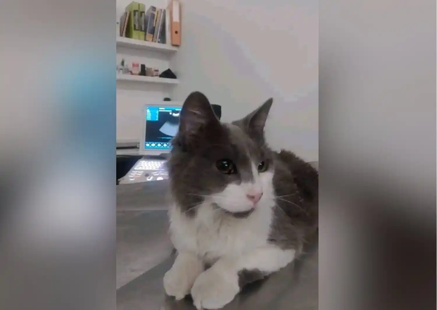 Rifa solidaria para Morza, el gatito con infección urinaria