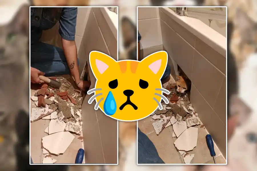 Un joven contrató albañiles y tuvo que romper todo el trabajo porque dejaron atrapada a su mascota