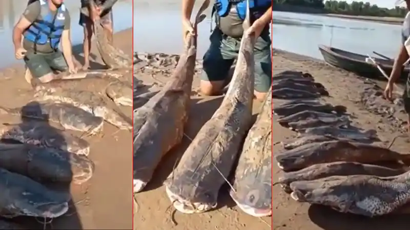 Video: pescaron 14 surubíes, se filmaron festejando y fueron repudiados