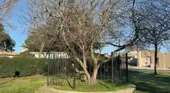 La historia del roble de Guernica y la higuera de Sarmiento que crecen en Tandil