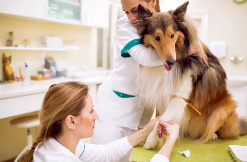Conocé el único banco de sangre veterinario de Mar del Plata