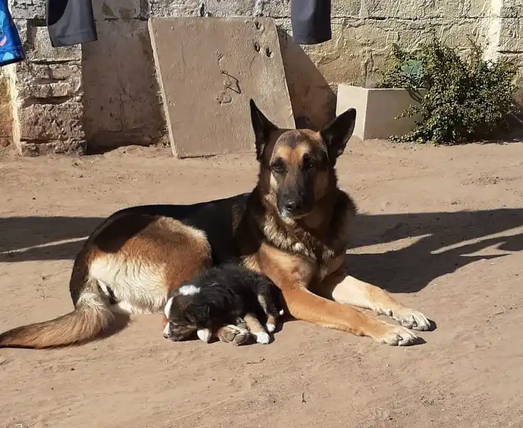 Busca a su perra “Luna”