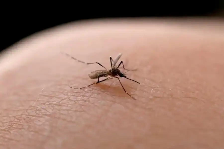 El mosquito Aedes aegypti está presente en Rafaela y otras diez localidades de la provincia