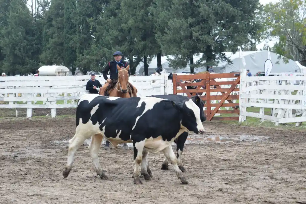 Se estima que en Entre Ríos se producen 572 millones de litros anuales de leche