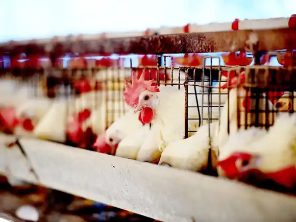 Entre Ríos retoma un rol clave en la exportación avícola tras la reapertura del mercado japonés
