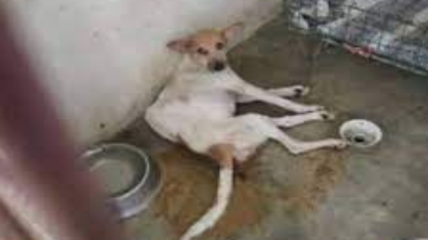 ANIMALES DESNUTRIDOS Y MALTRATADOS: Fiscalía de Maduro imputa a directivos de FundaBolívar por 12 delitos