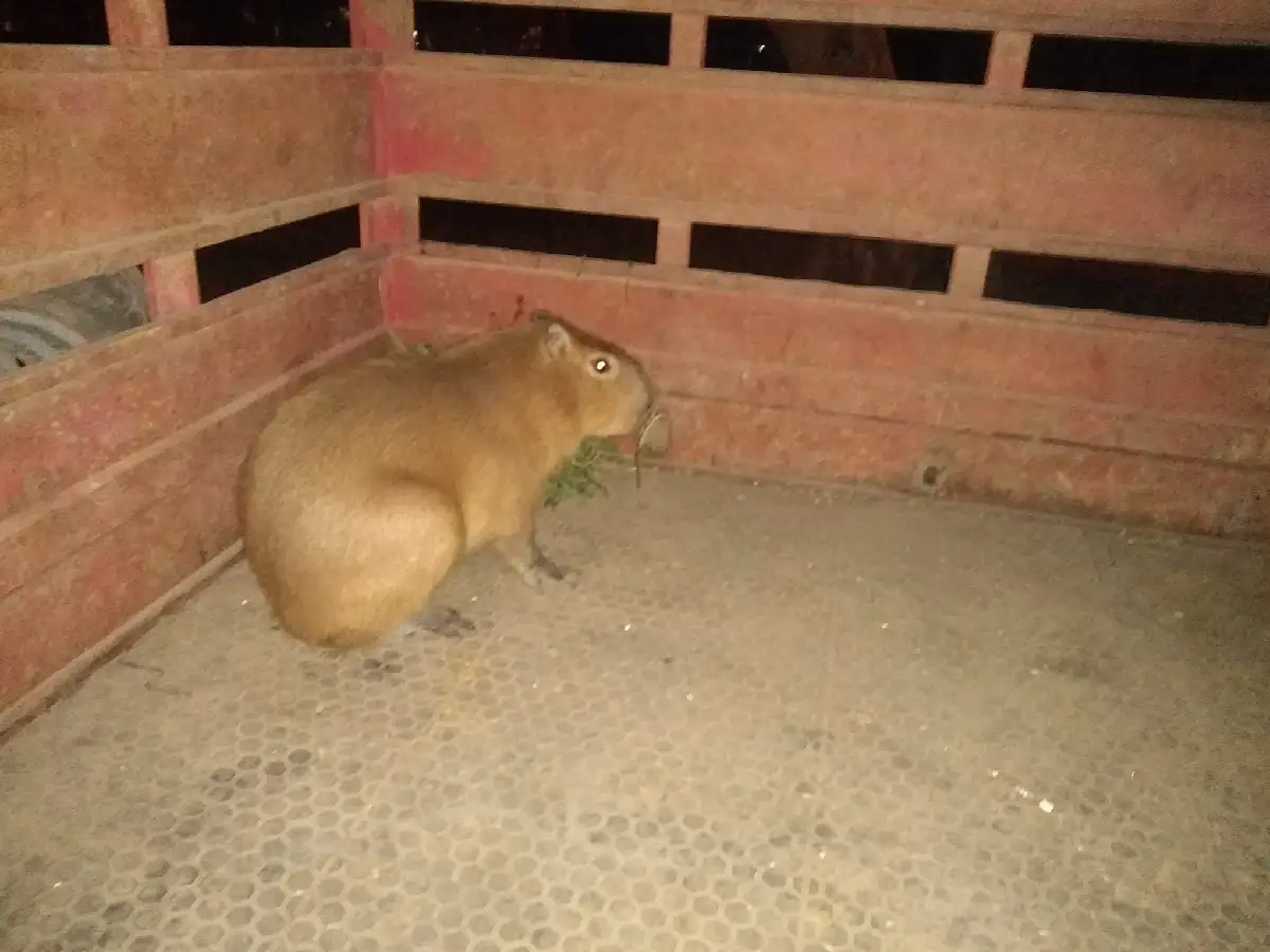 Rescataron a un carpincho que iba de casa en casa en La Paquita