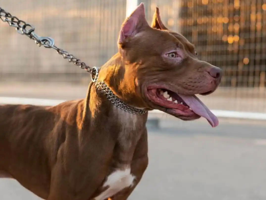 Ocurrió en la localidad santafesina de Monte Vera.