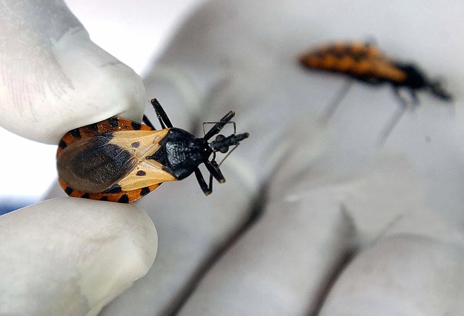 Se conmemora el Día Nacional por una Argentina sin Chagas