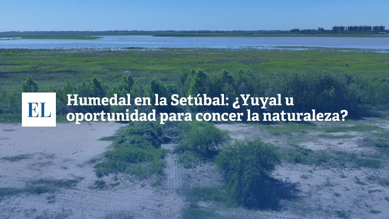 Humedal en la Setúbal: ¿yuyal u oportunidad para conocer la naturaleza?