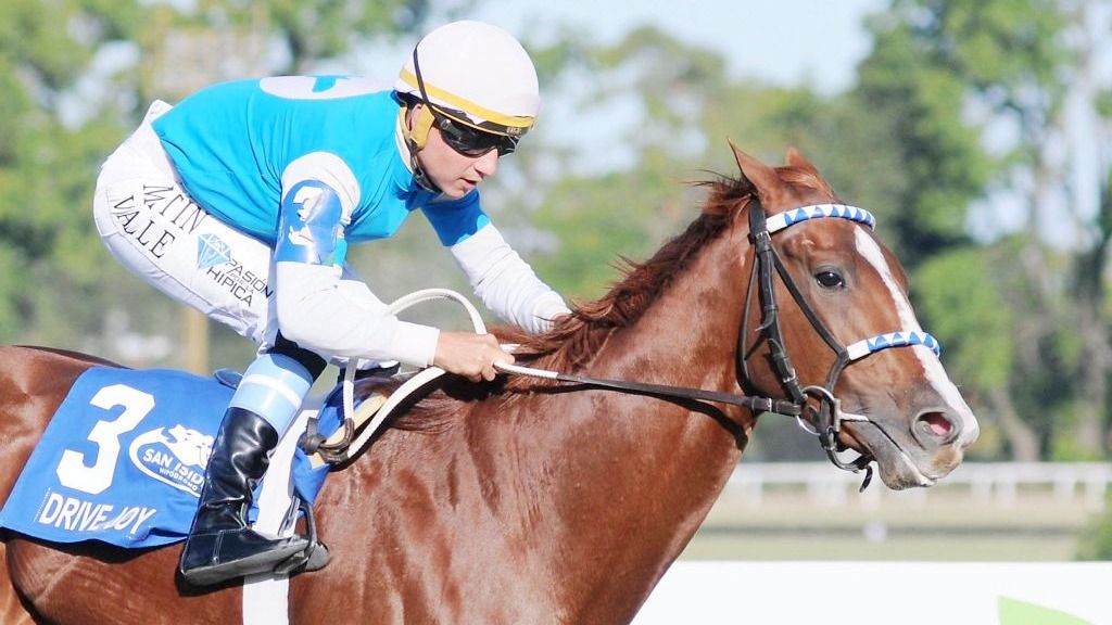 Drive Joy, héroe del Estrellas Juvenile (G1), va por la Polla de Potrillos (G1), en el inicio de la Triple Corona del turf argentino.