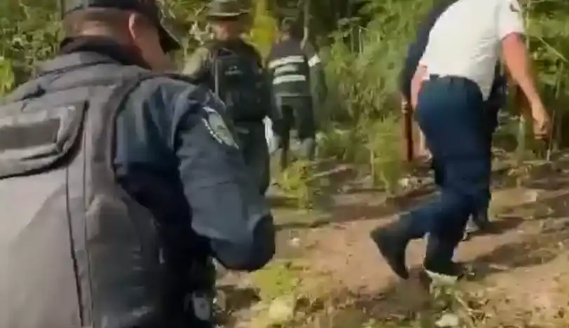 Hallan sembradío de cannabis en Táchira: DETENIDOS 2 SUJETOS  (+Video)