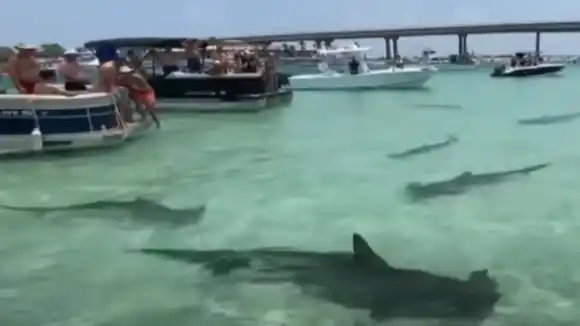 Adolescente fue mordido por un tiburón durante entrenamiento en Florida