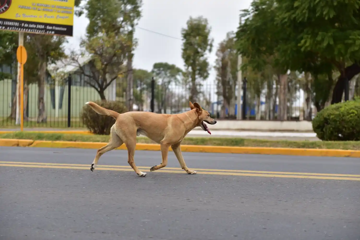 Un "amiguito" en las calles de San Francisco.