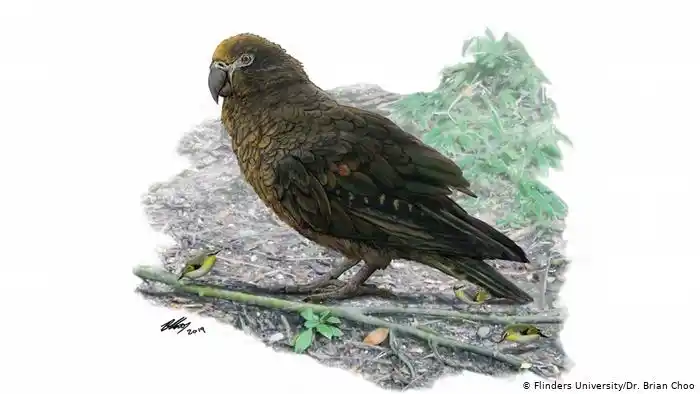 Nueva Zelanda: descubren fósiles de un loro gigante prehistórico